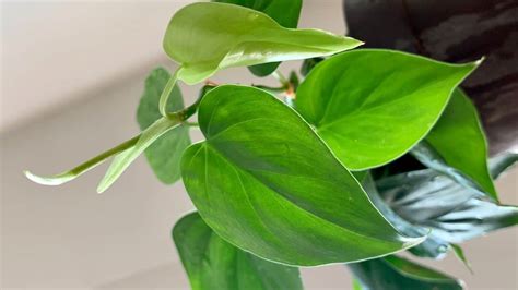 light requirements for philodendron